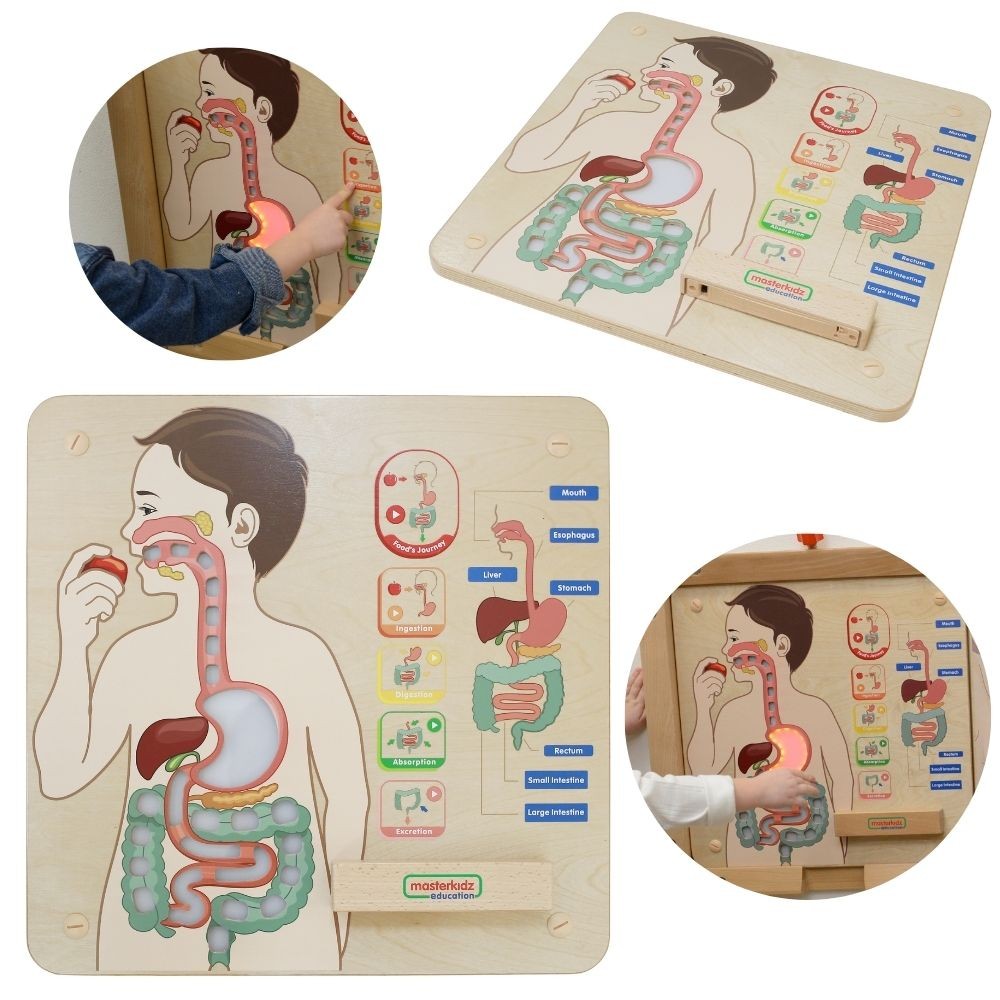 Board educațional pentru sistemul digestiv Masterkidz Montessori