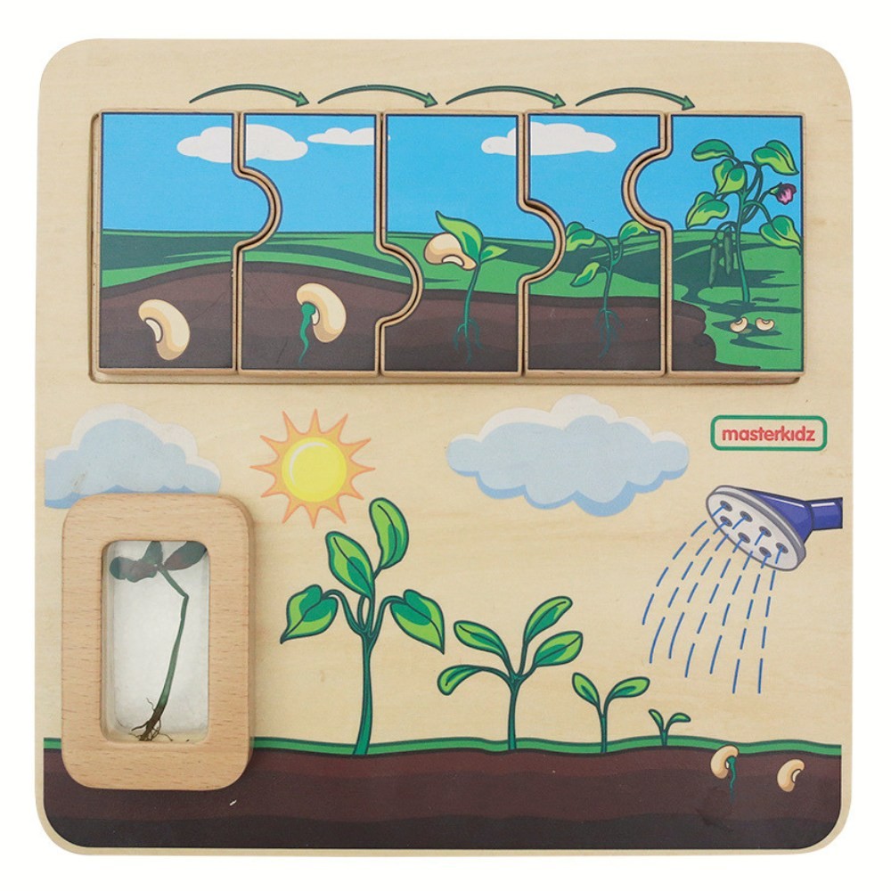 Masterkidz Wooden Bean Life Cycle Board