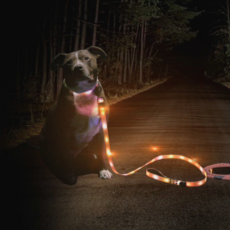 Guinzaglio e collare per cani illuminati - Guinzaglio per cani