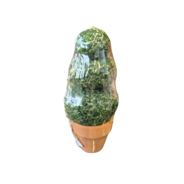 Candle Boxwood In Pot 6 X 13 Cm