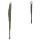 Bundle Of Dried Green Saras Grass 110 Cm