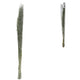 Bundle Of Dried Green Saras Grass 110 Cm